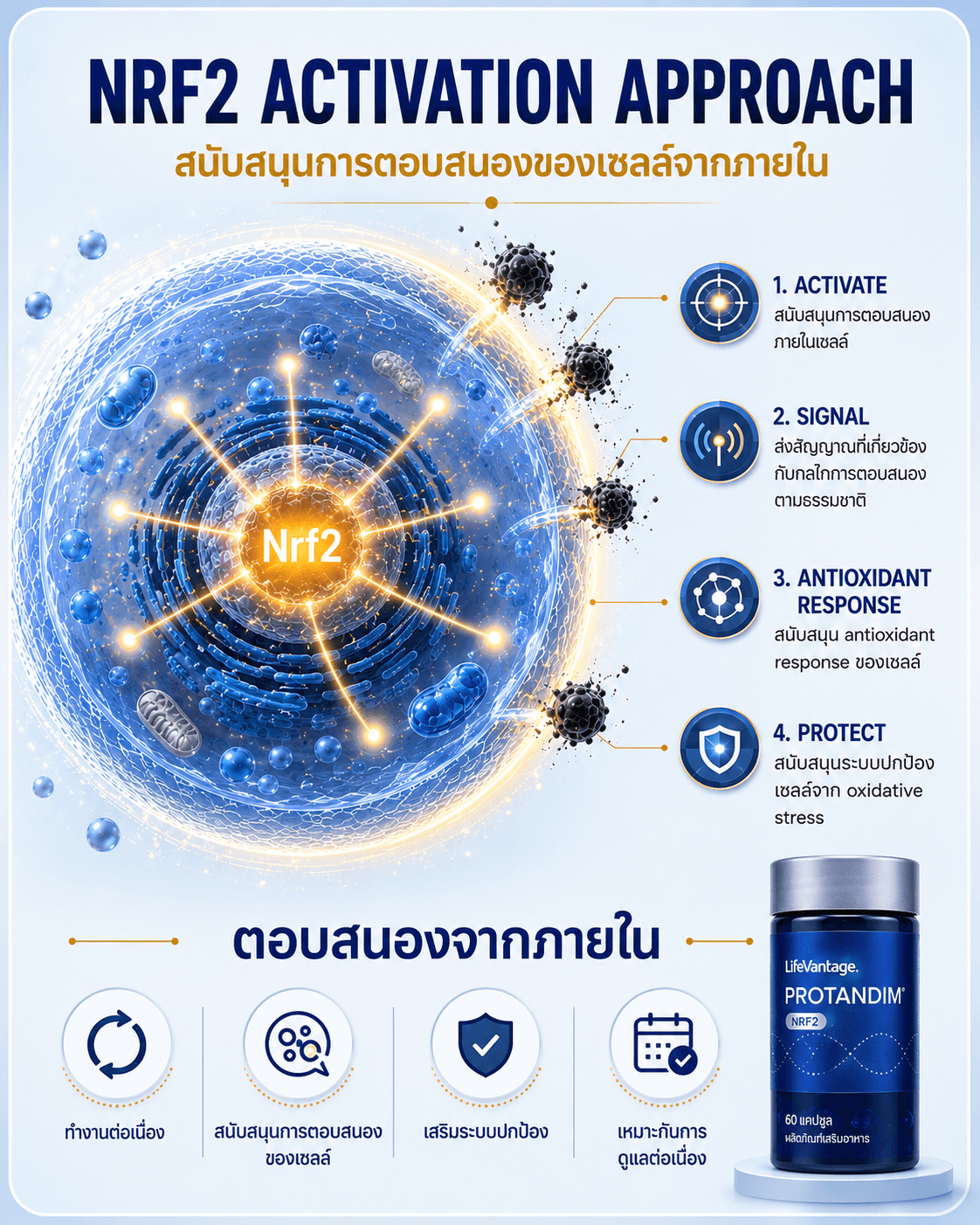 แนวทางสนับสนุน Nrf2 activation response จากภายใน